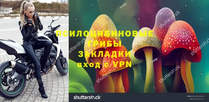 где купить наркотик  Суоярви  Галлюциногенные грибы Psilocybe 